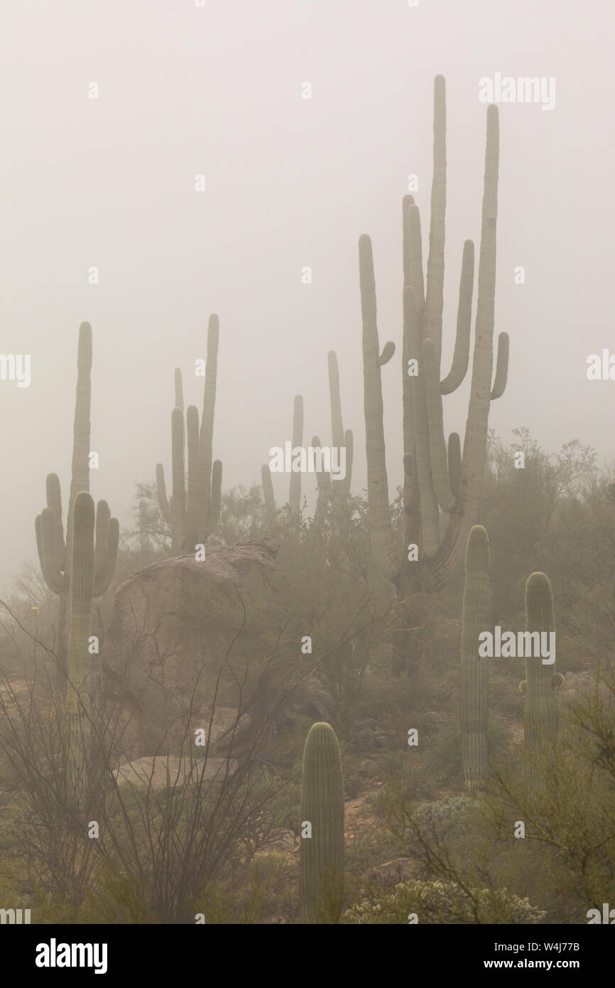 Rain storm desert hi-res stock photography and images - Alamy
