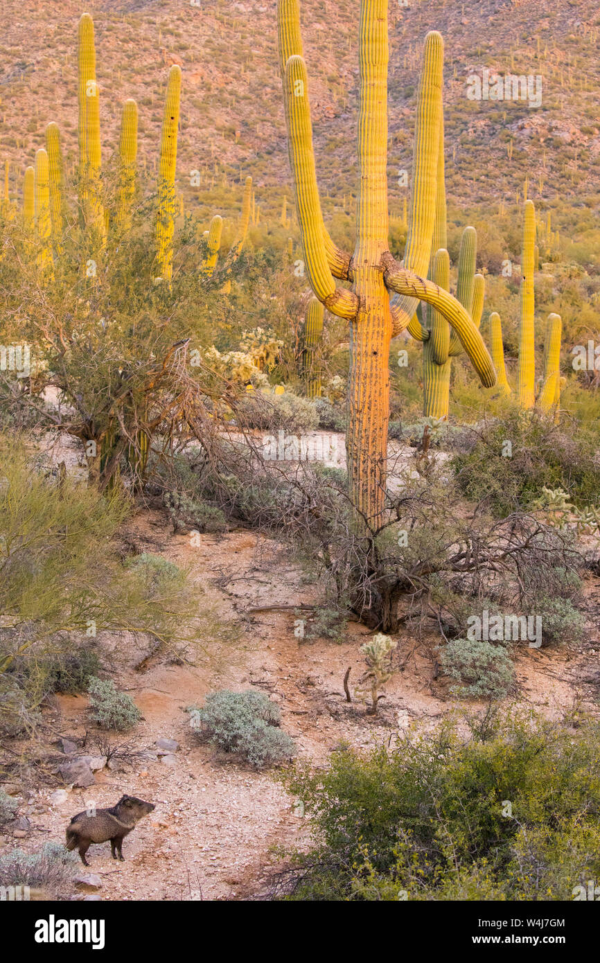 Javalina in Sonoran desert.  Arizona. Stock Photo