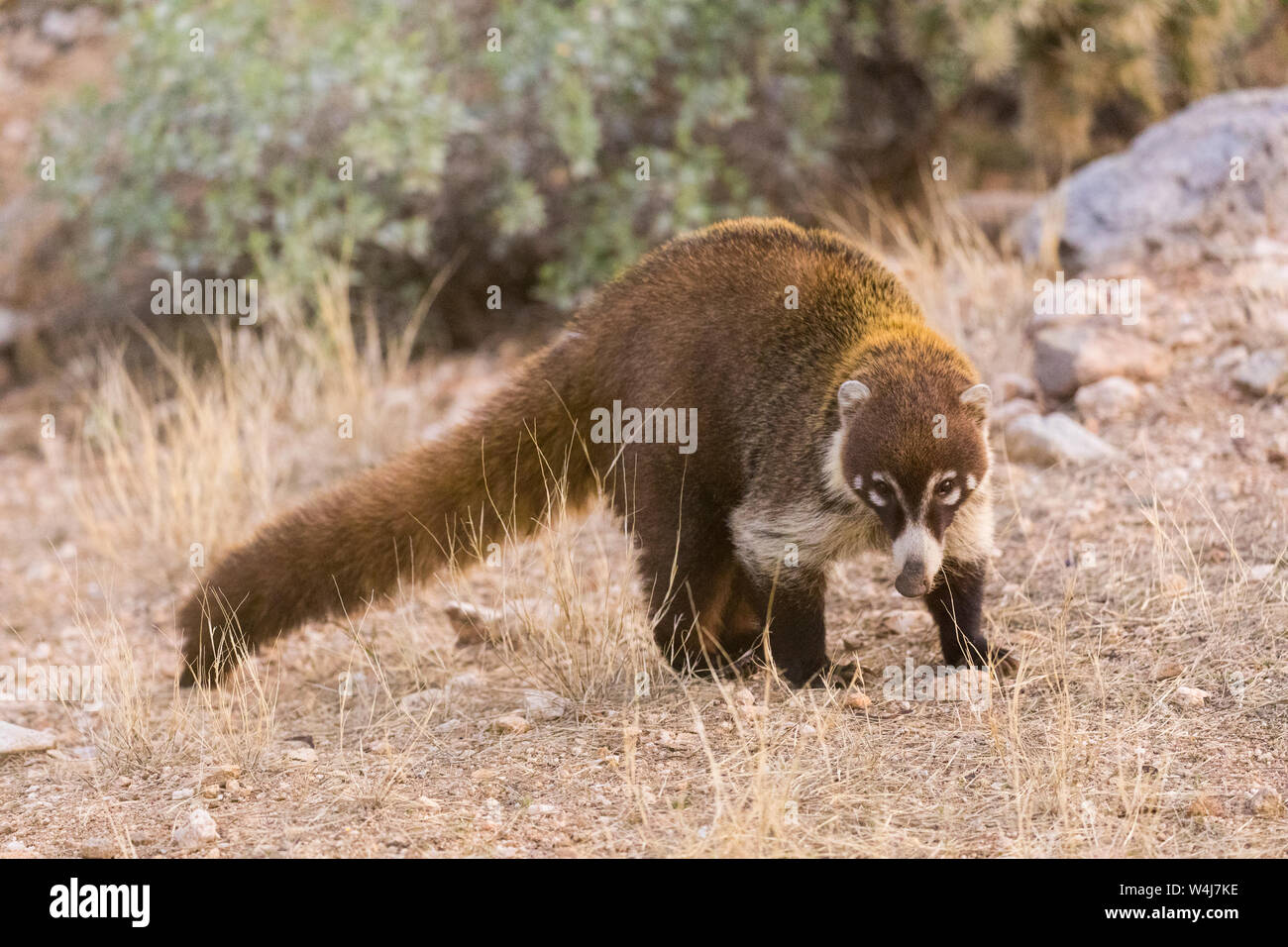 White-nosed coati. Arizona. Stock Photo