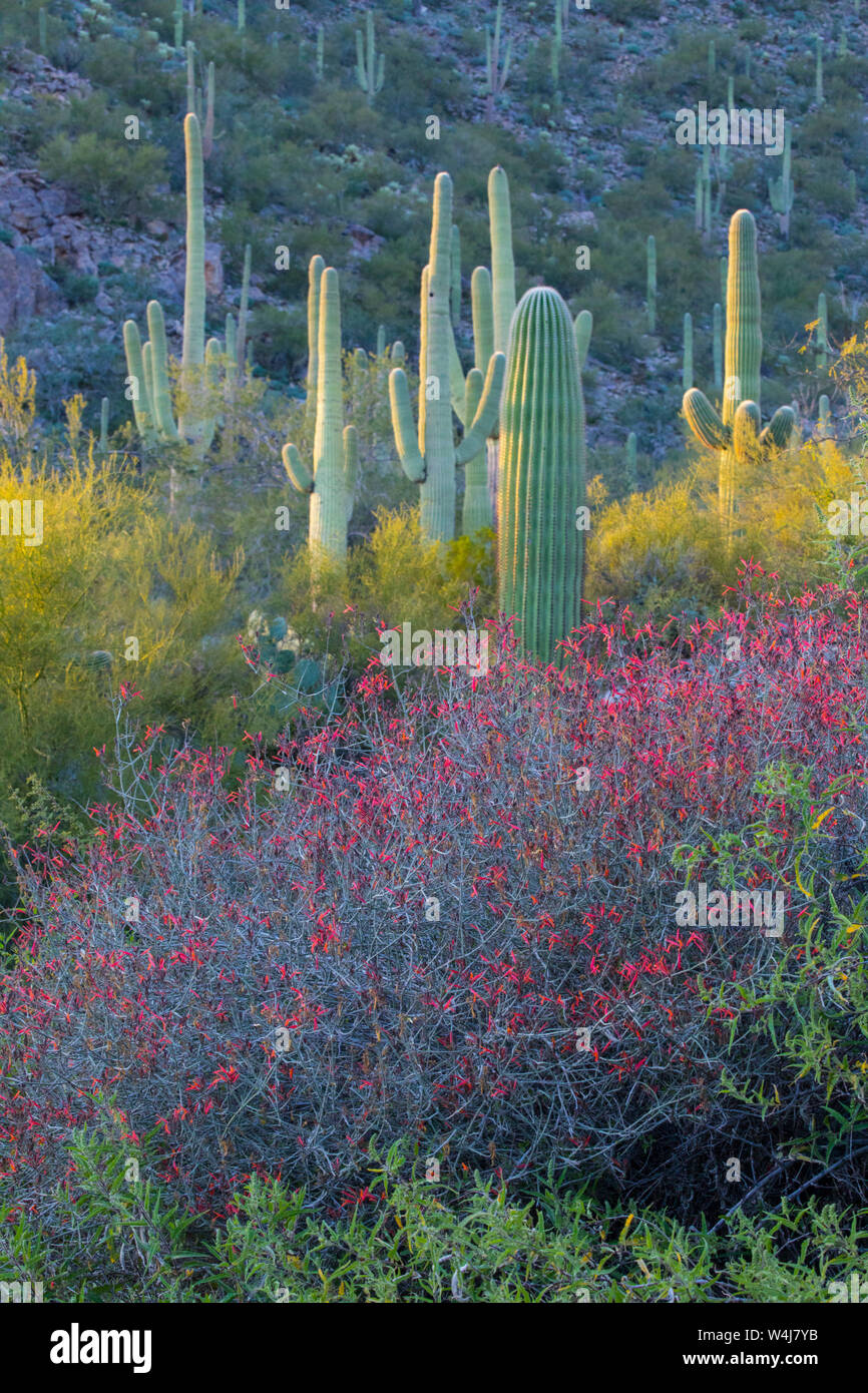 Sonoran Desert landscape, Arizona. Stock Photo