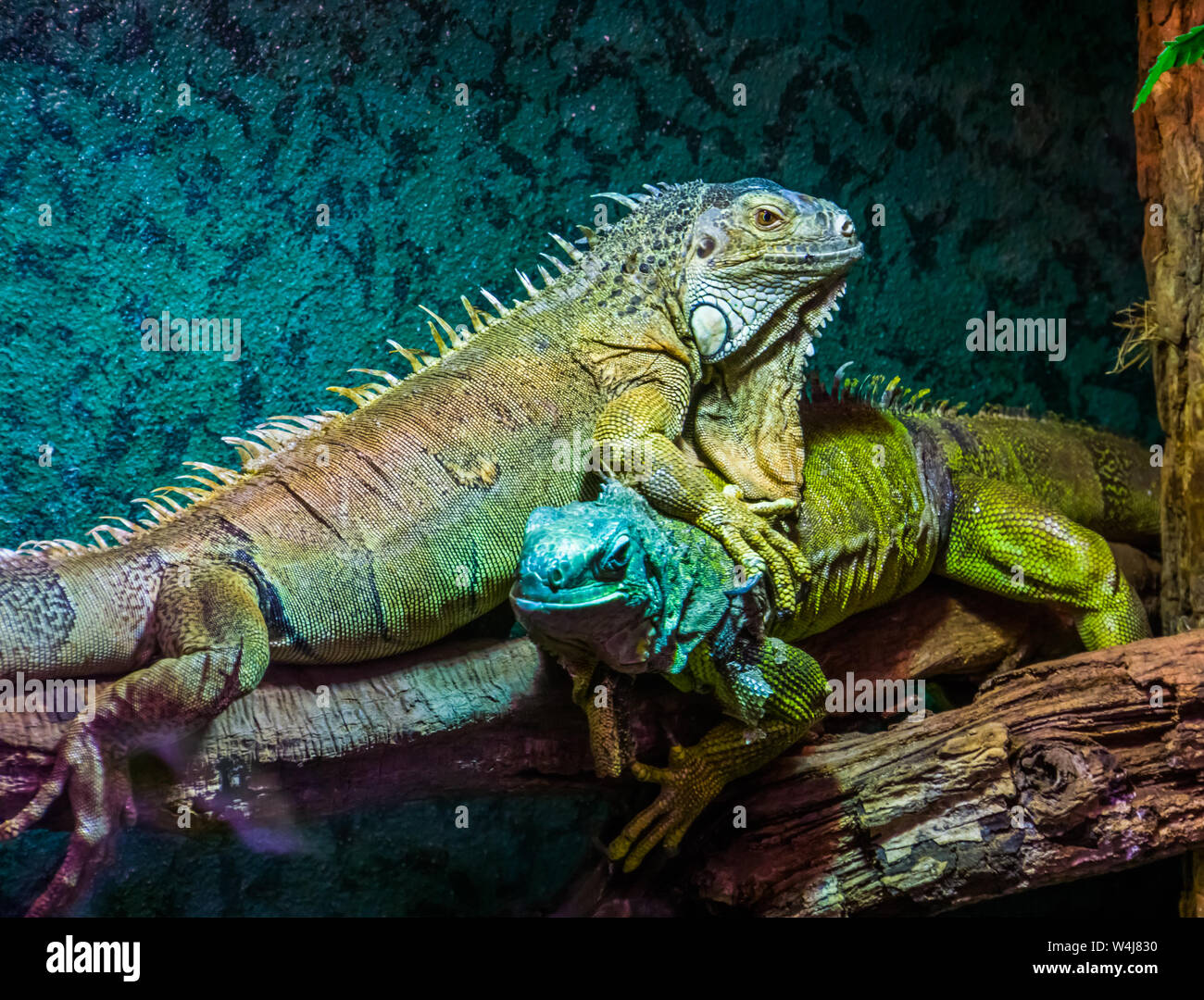 dominant lizard behaviors, green iguana on top of another iguana, popular tropical pet, exotic lizard specie from America Stock Photo
