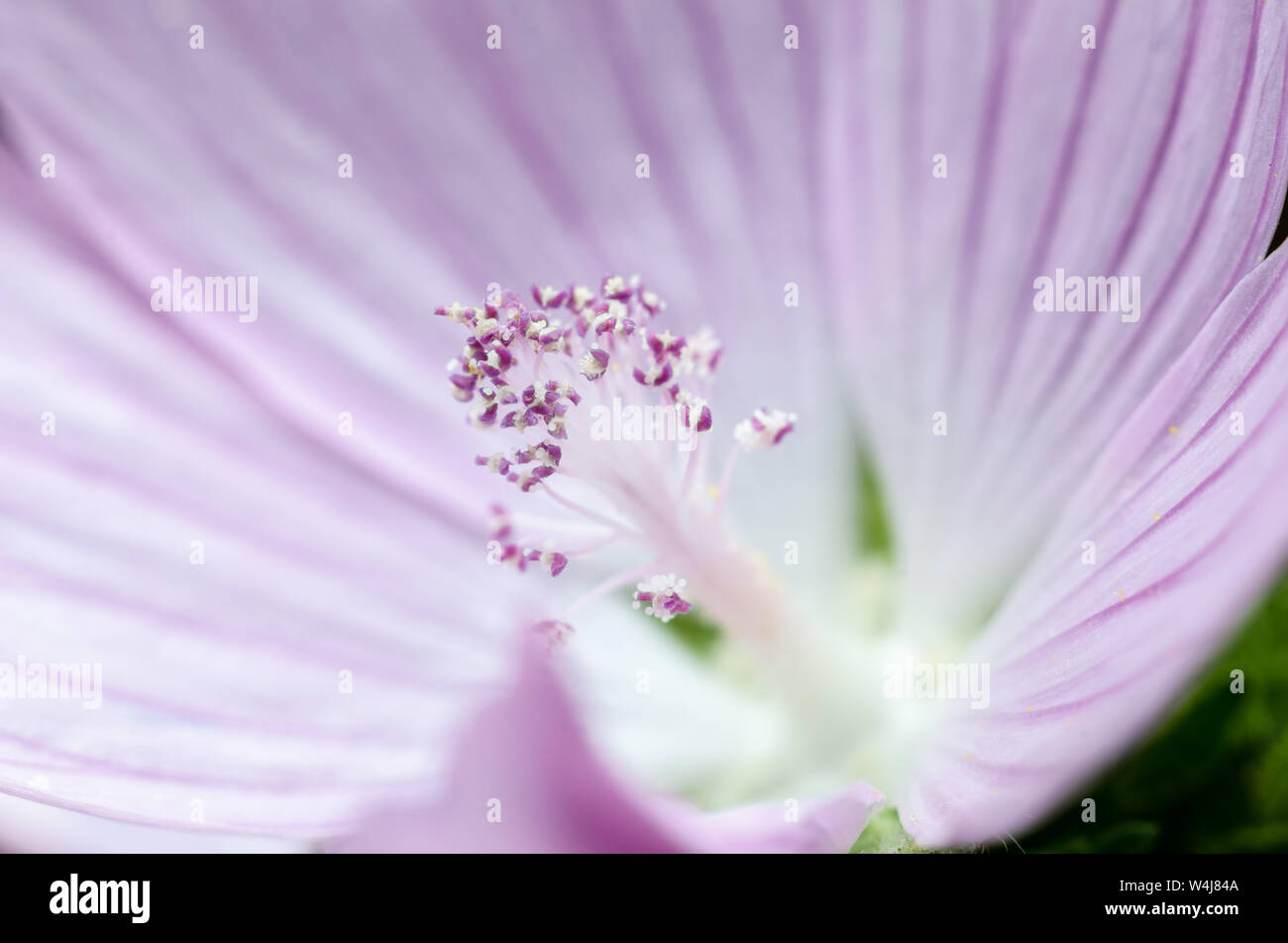 Macro photograph of pink Sidalcea flower, known as Elsie Heugh or Prairie Mallow Stock Photo
