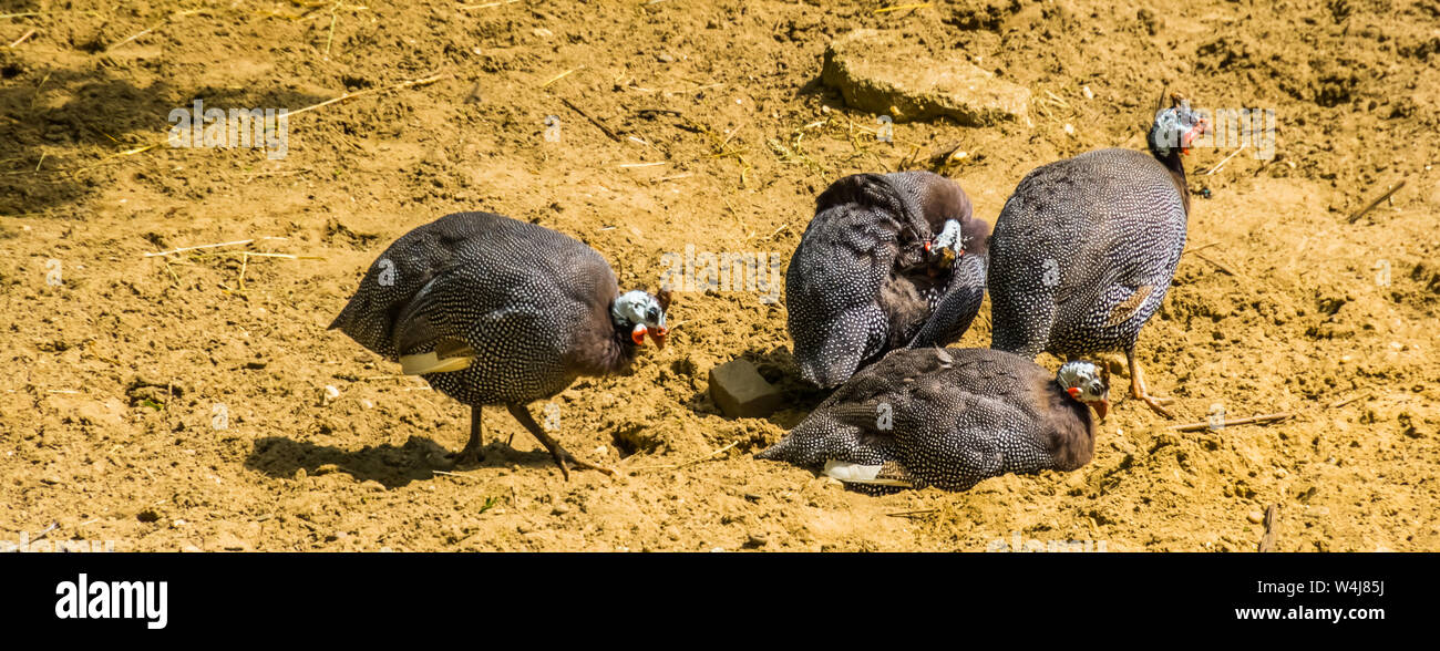 flock of helmeted guineafowl together, tropical bird specie from Africa Stock Photo