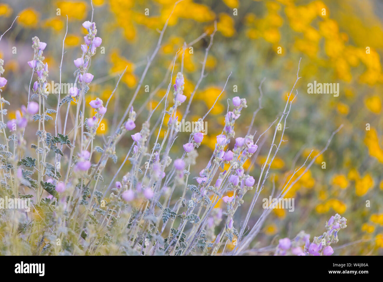Desert wildflowers in bloom.  Arizona. Stock Photo