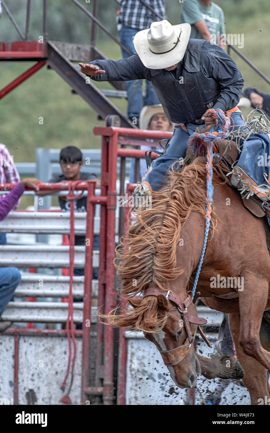 Saddle bronc rider at the Kainai Rodeo in Standoff, Alberta Canada