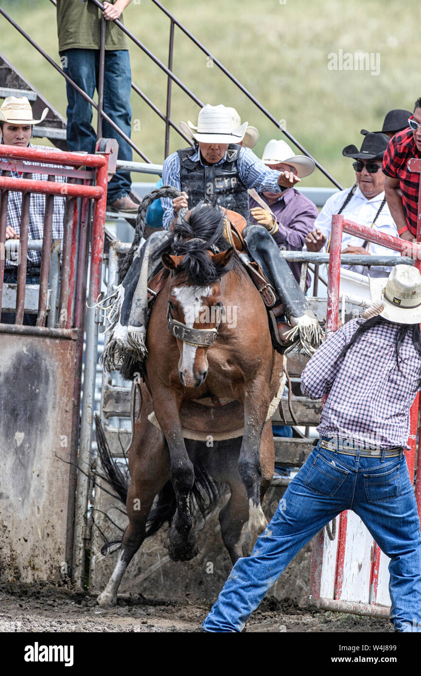 Saddle bronc rider at the Kainai Rodeo in Stand Off, Alberta Canada
