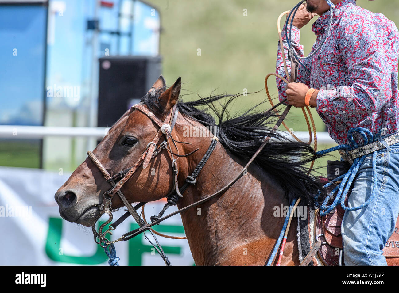 Calf Roping at the Kainai Rodeo in Standoff, Alberta Canada Stock Photo