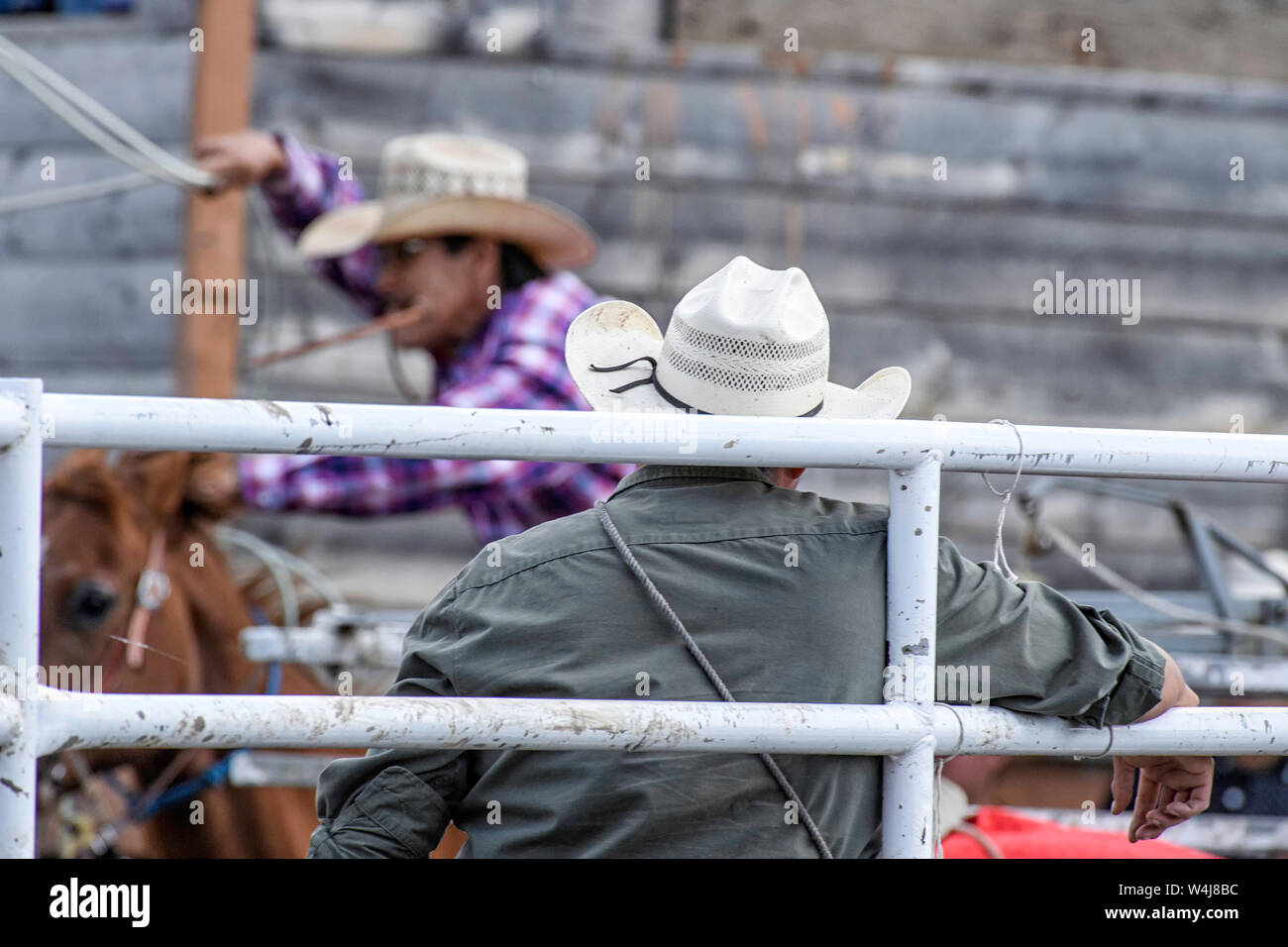 Calf Roping at the Kainai Rodeo in Standoff, Alberta Canada Stock Photo