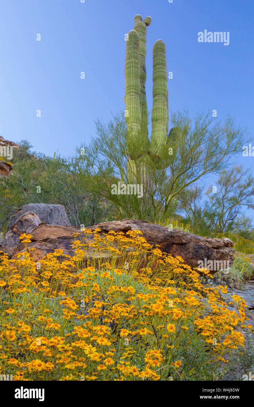 Marana, near Tucson, Arizona. Stock Photo