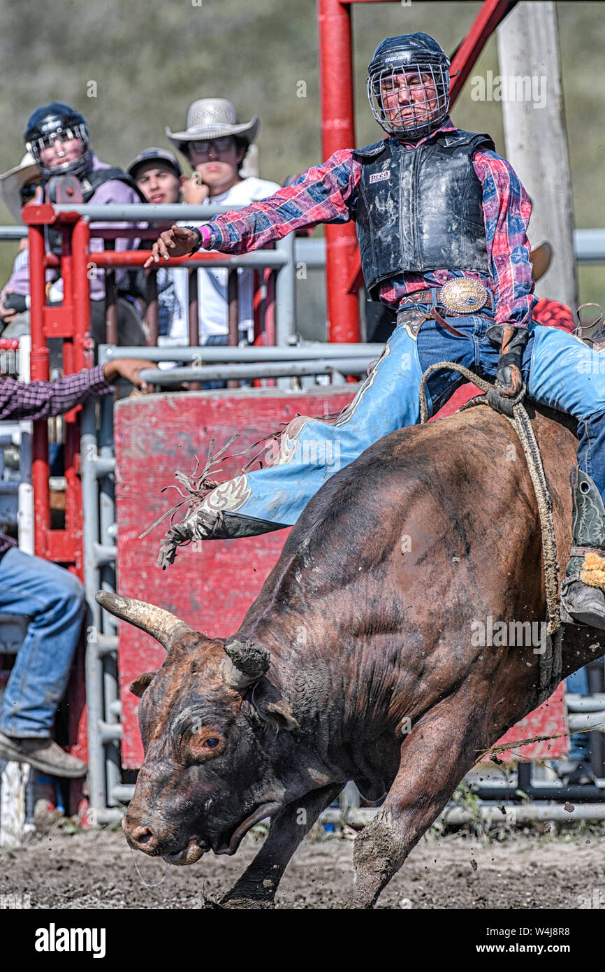 Bull rider at the Kainai Rodeo in Standoff, Alberta Canada Stock Photo