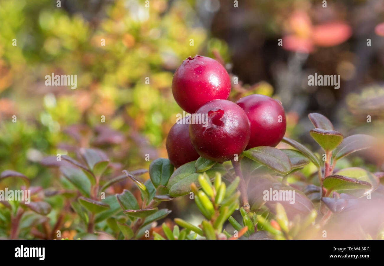 Lowbush Cranberry Fall Colors Along the Denali Highway Stock Photo