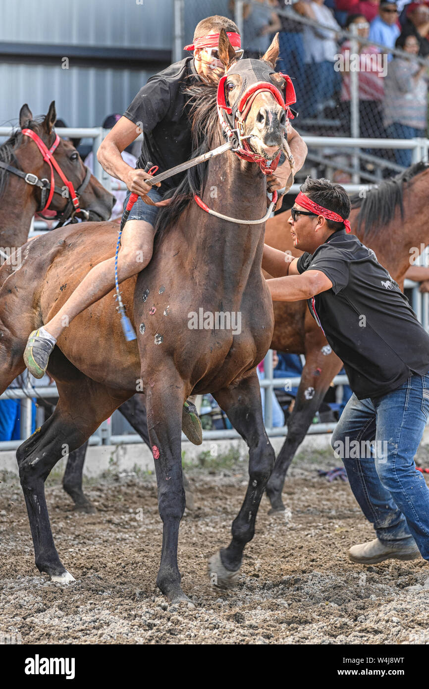 Kainai Indian Relay (horse) Race in Stand Off , Alberta Canada Stock
