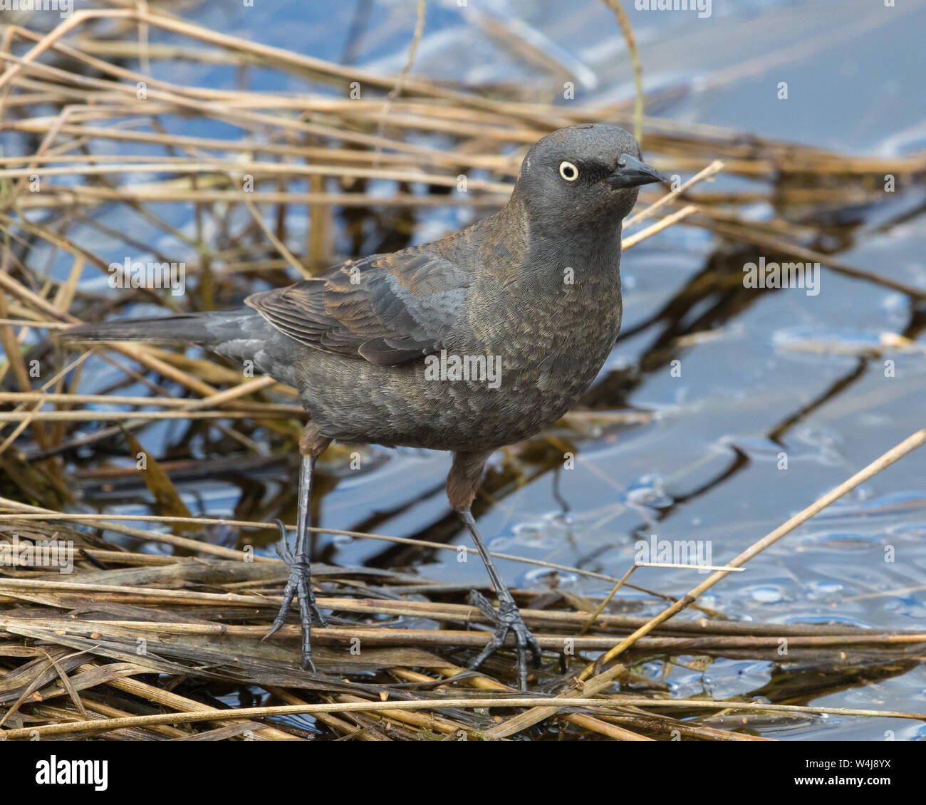 Female Rusty Blackbird in Alaska Stock Photo