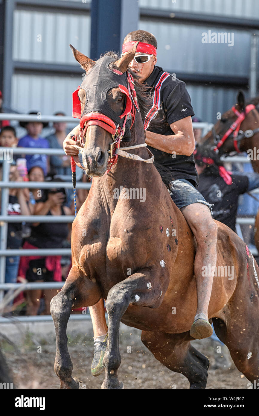 Kainai Indian Relay (horse) Race in Standoff , Alberta Canada Stock