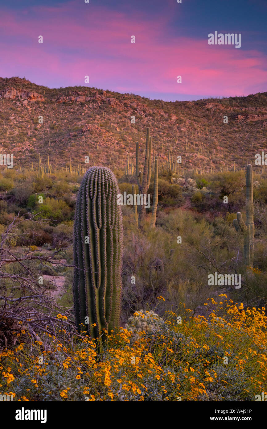 Sonoran Desert Sunset, Arizona. Stock Photo