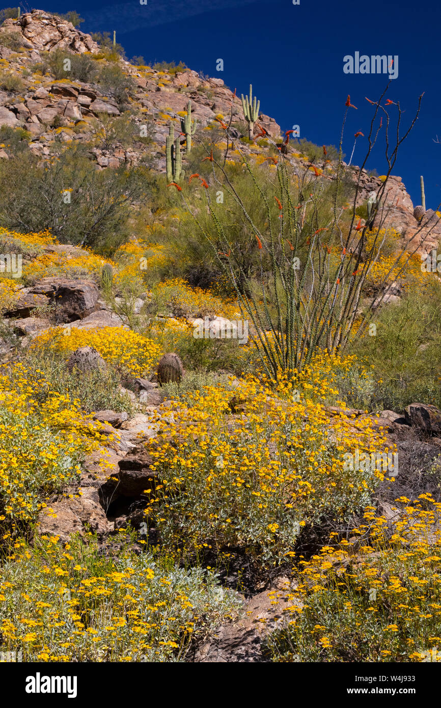 Desert wildflowers in bloom, Arizona. Stock Photo
