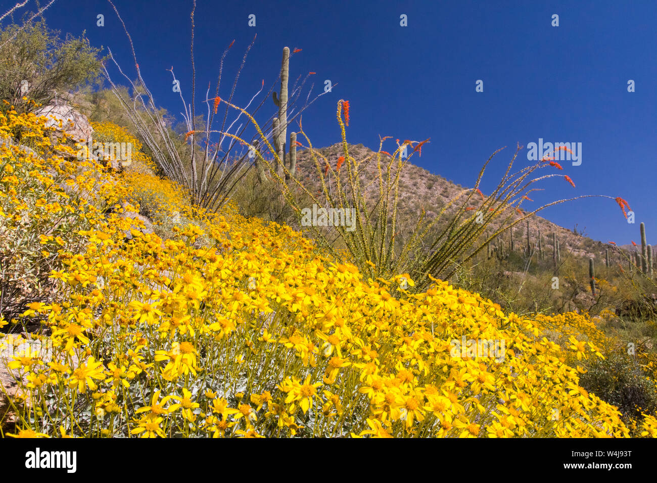 Desert wildflowers in bloom. Arizona Stock Photo Alamy