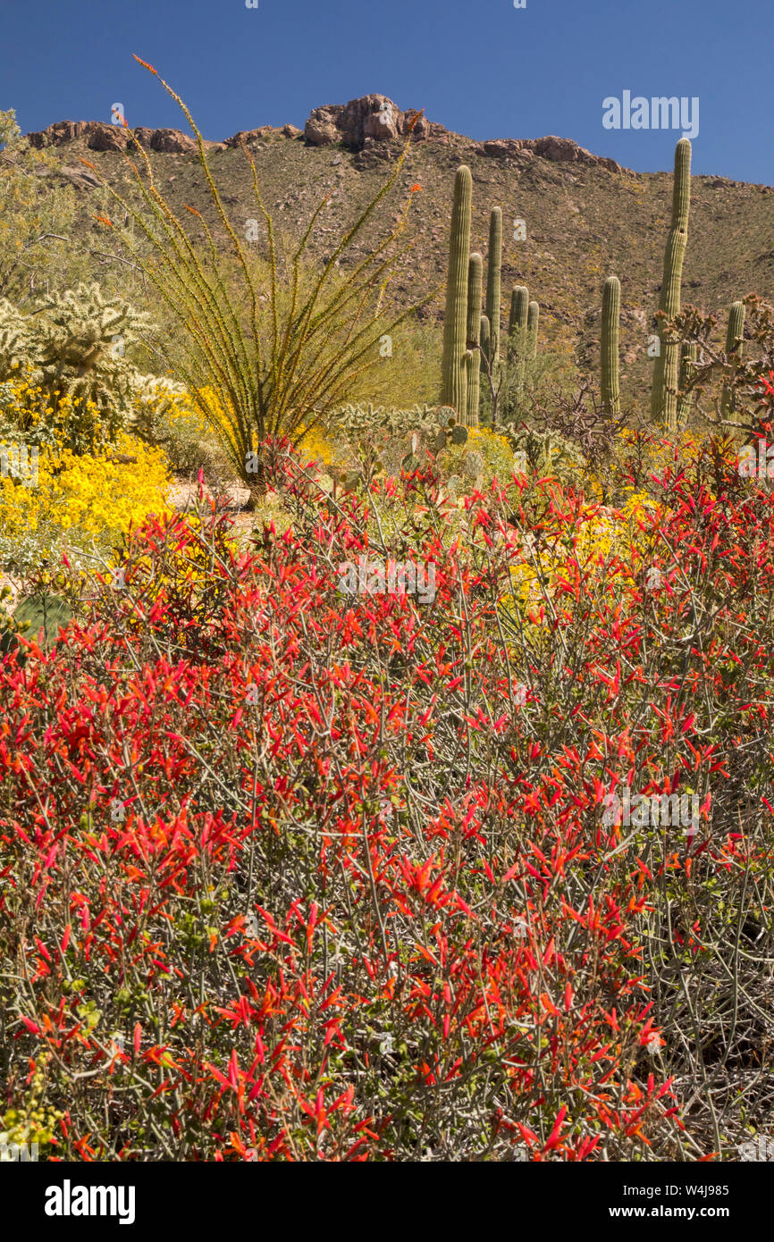 Desert wildflowers in bloom.  Arizona. Stock Photo