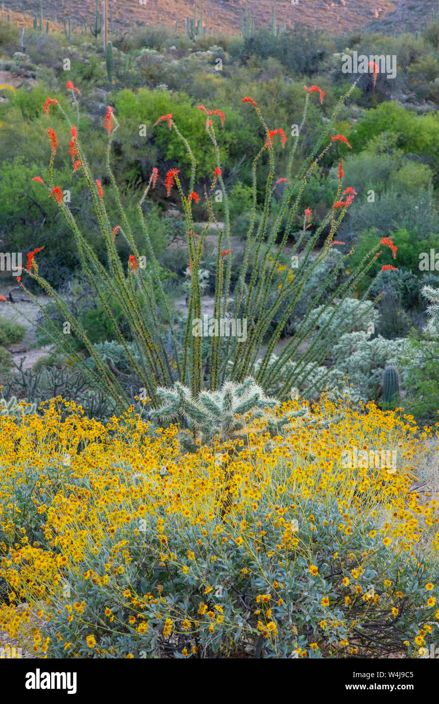 Desert wildflowers, Arizona. Stock Photo