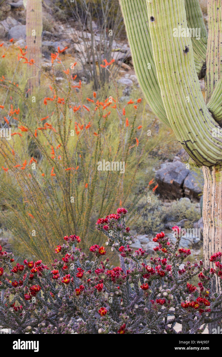 Spring in the Sonoran desert.  Arizona Stock Photo