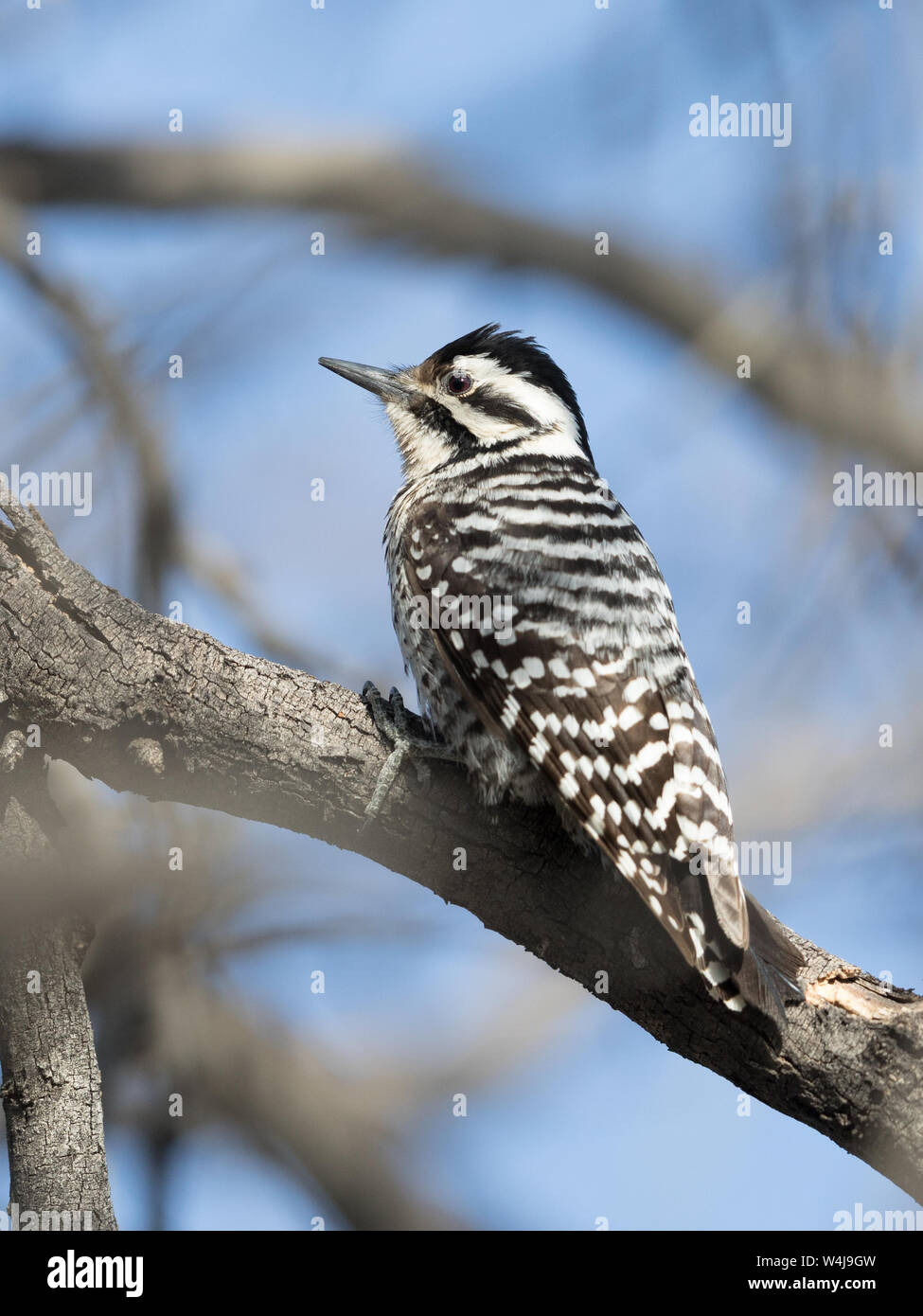 Female Ladderbacked Woodpecker Stock Photo Alamy