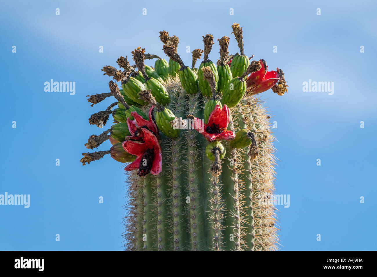 Saguaro Cactus Fruit on top against sky Stock Photo