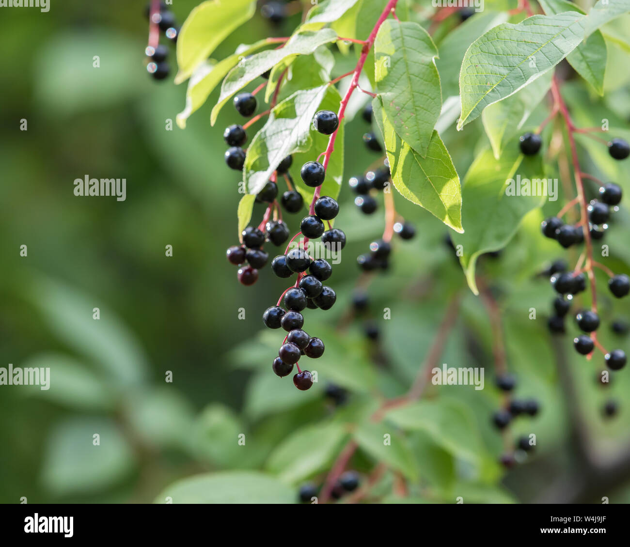 Autumn Berries on the Chokecherry Tree in Alaska Stock Photo - Alamy