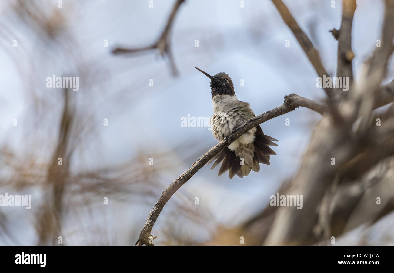 Black-chinned Hummingbird in Arizona Stock Photo
