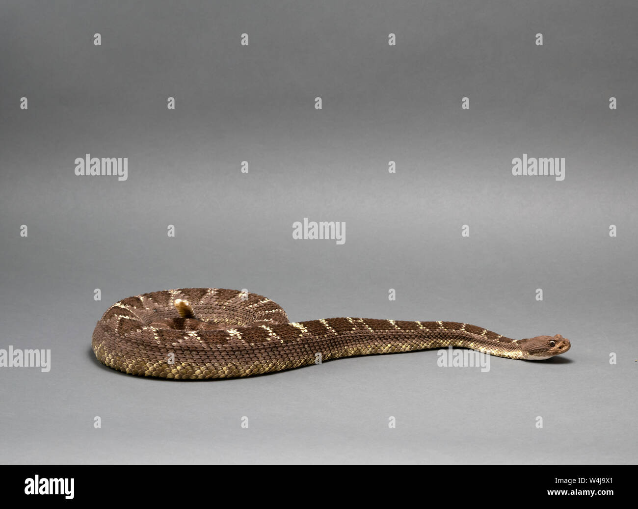 Arizona Black Rattlesnake on Isolated Background Crotalus cerberus ...