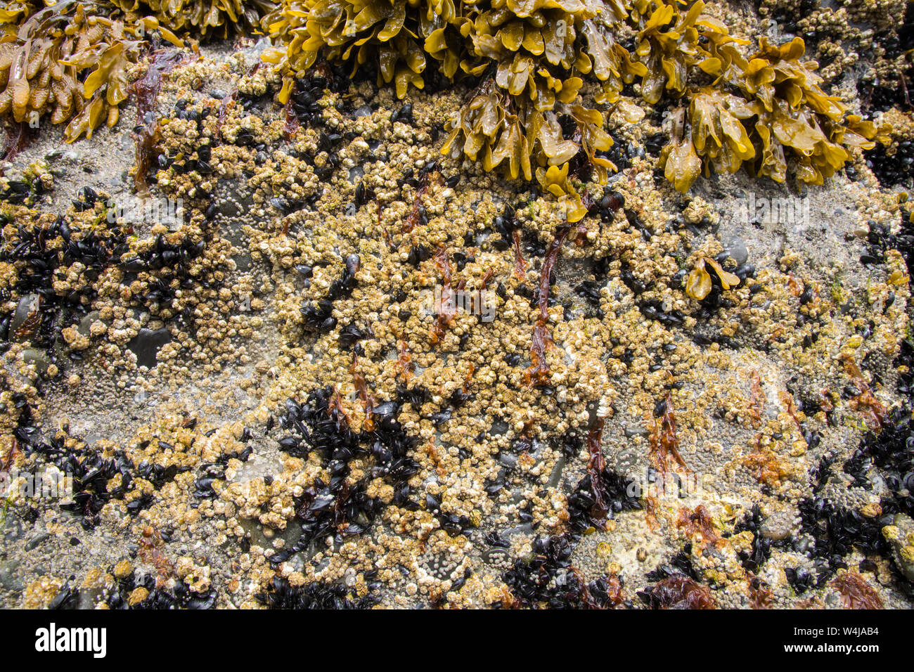 Low tide, Resurrection Bay, Seward, Alaska. Stock Photo