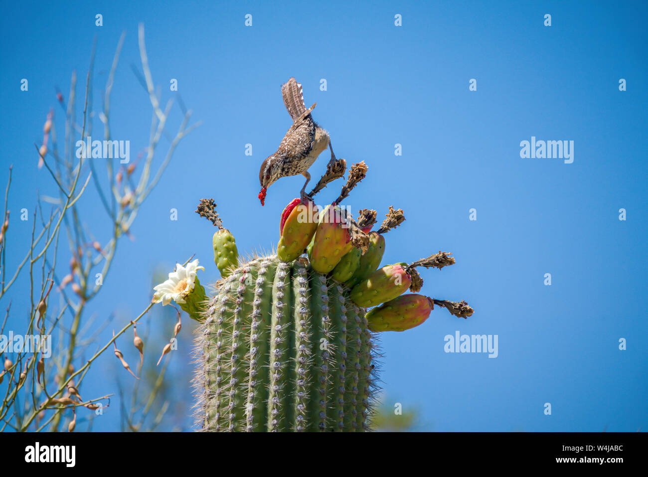 Cactus Wren eating Saguaro Cactus Fruit on top against sky Stock Photo