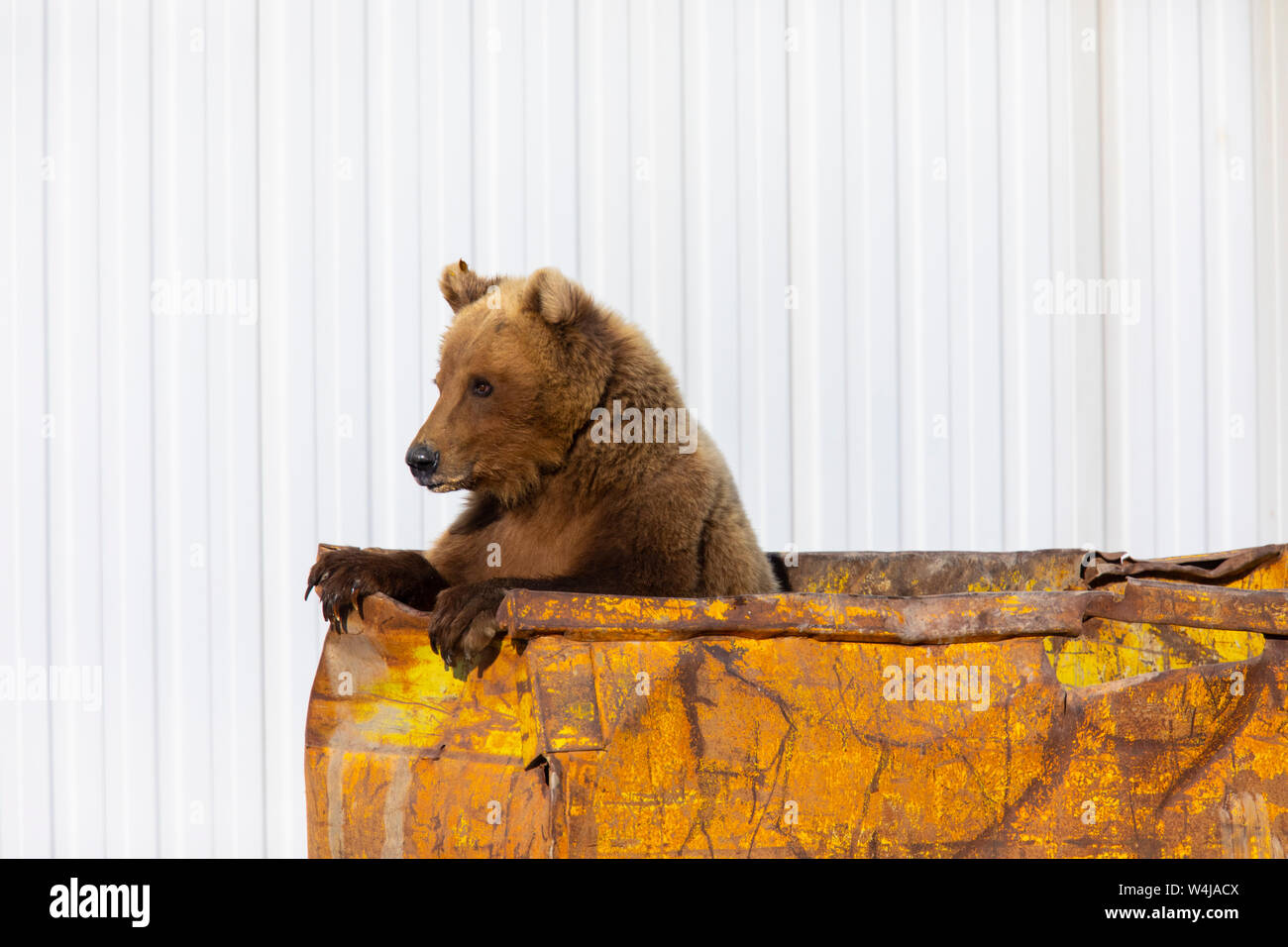 Brown bear in a dumpster, Deadhorse, Alaska. Stock Photo