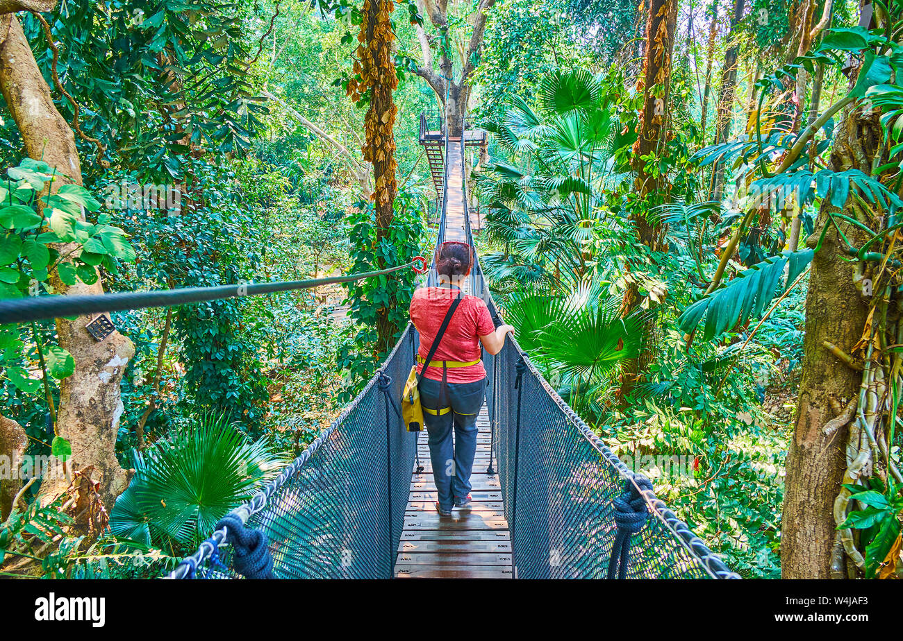 Female tourist in safety body harness walks through the long shaking suspension bridge in lush tropical garden, it's popular attraction of Tree Top Wa Stock Photo