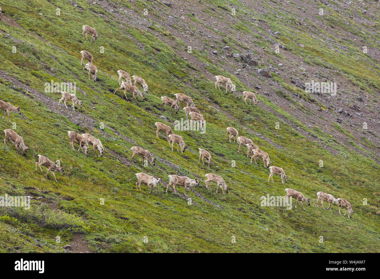 Herd of Caribou, Denali National Park, Alaska. Stock Photo