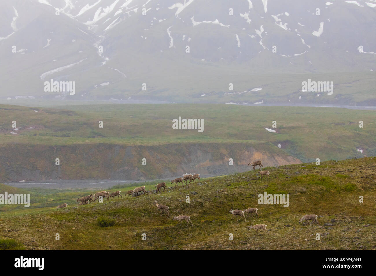Herd of Caribou, Denali National Park, Alaska. Stock Photo