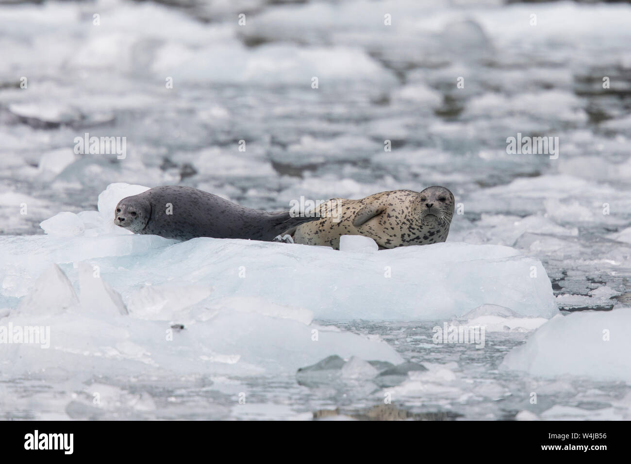 Harbor Seal, Prince William Sound, AK Stock Photo