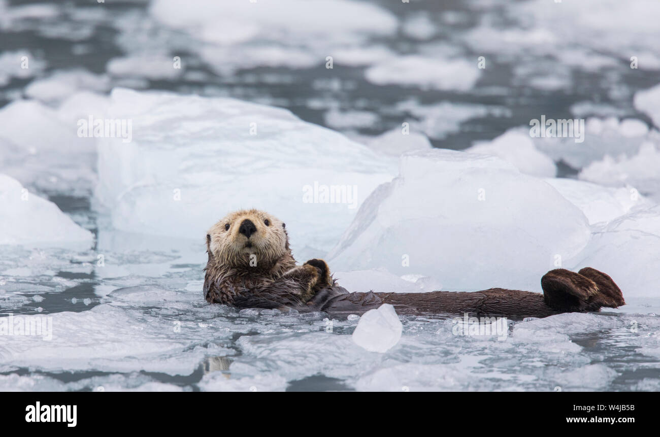 William otter hi-res stock photography and images - Alamy