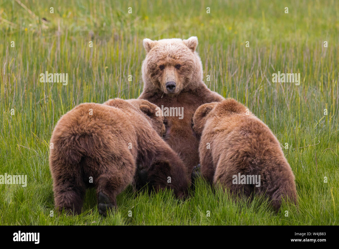 Grizzly Bear sow nursing cubs, Lake Clark National Park, Alaska Stock Photo