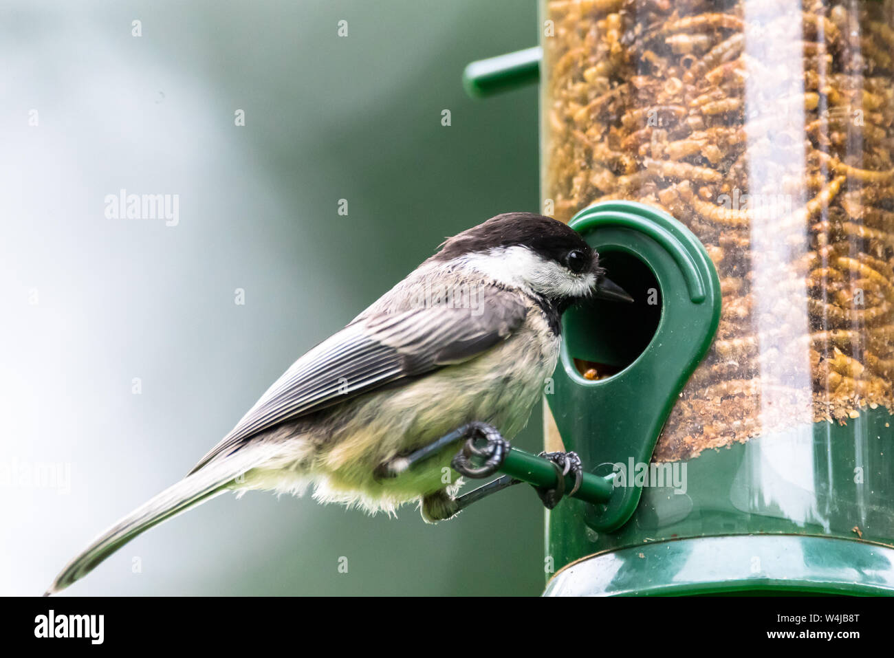 Blackcapped chickadee eating dried mealworms from a backyard bird