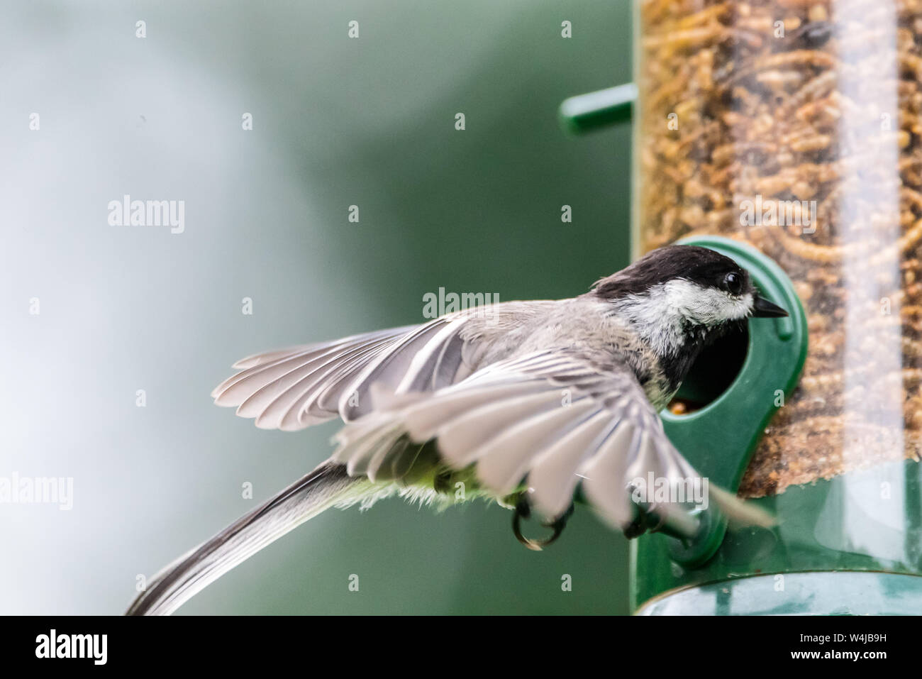 Blackcapped chickadee eating dried mealworms from a backyard bird