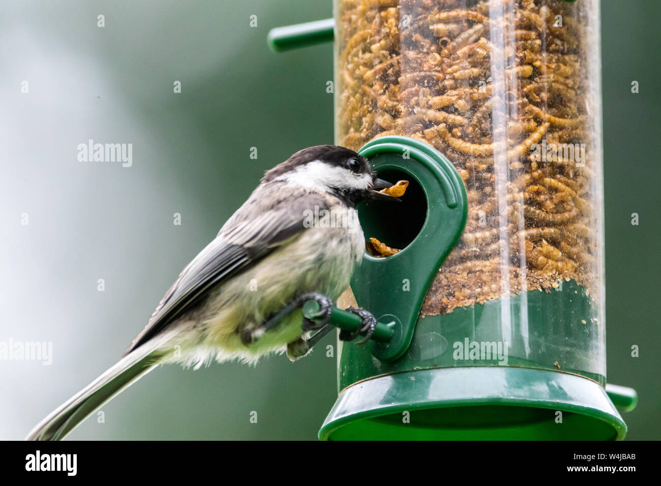 Blackcapped chickadee eating dried mealworms from a backyard bird