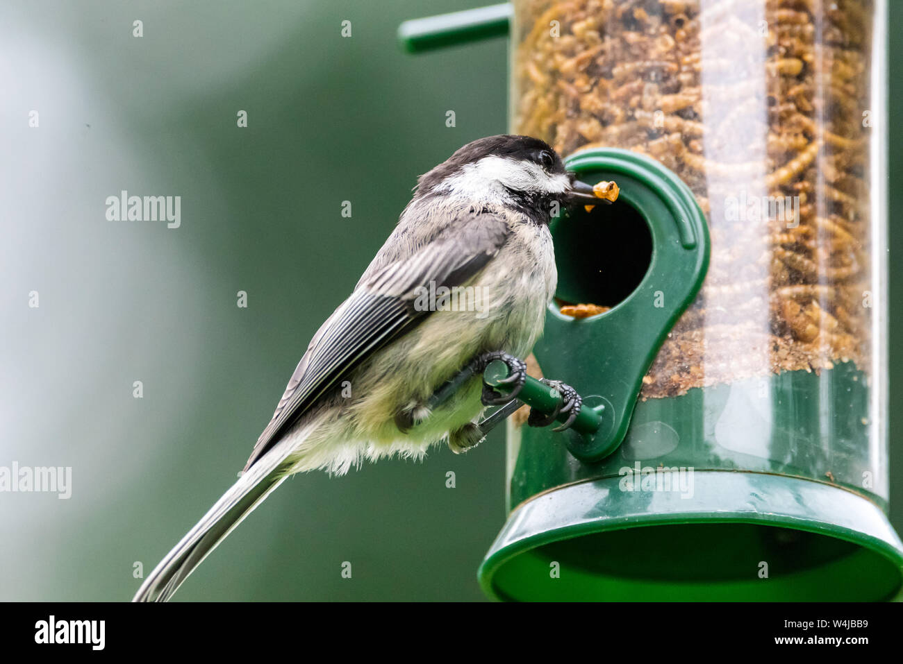 Bird Mealworms Stock Photos Bird Mealworms Stock Images Page 2