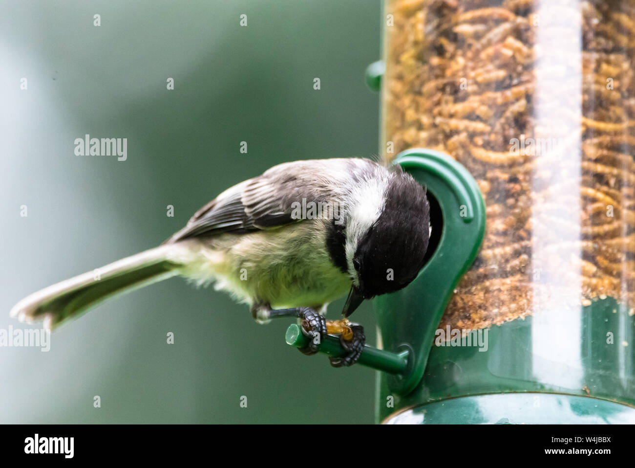 Blackcapped chickadee eating dried mealworms from a backyard bird
