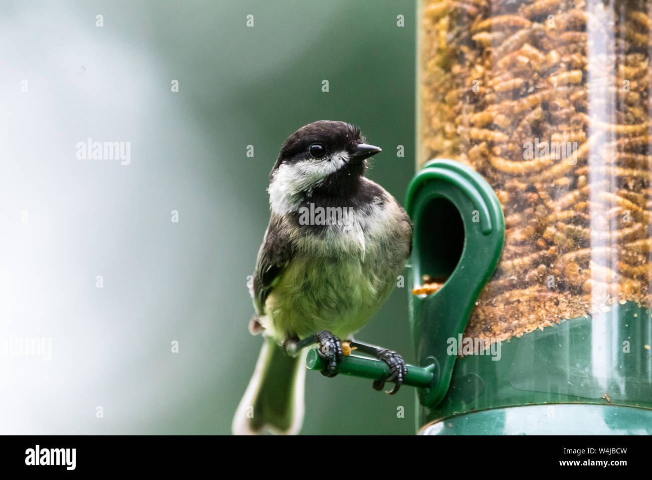 Blackcapped chickadee eating dried mealworms from a backyard bird