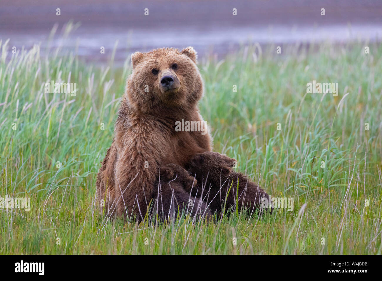 Grizzly Bear sow nursing cubs, Lake Clark National Park, Alaska Stock Photo