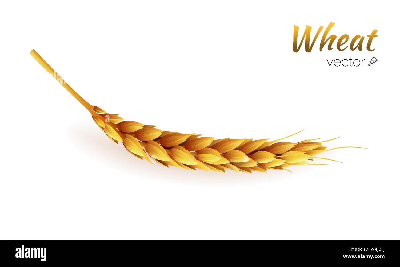 Realistic wheat spike isolated, agriculture, natural product Stock Vector