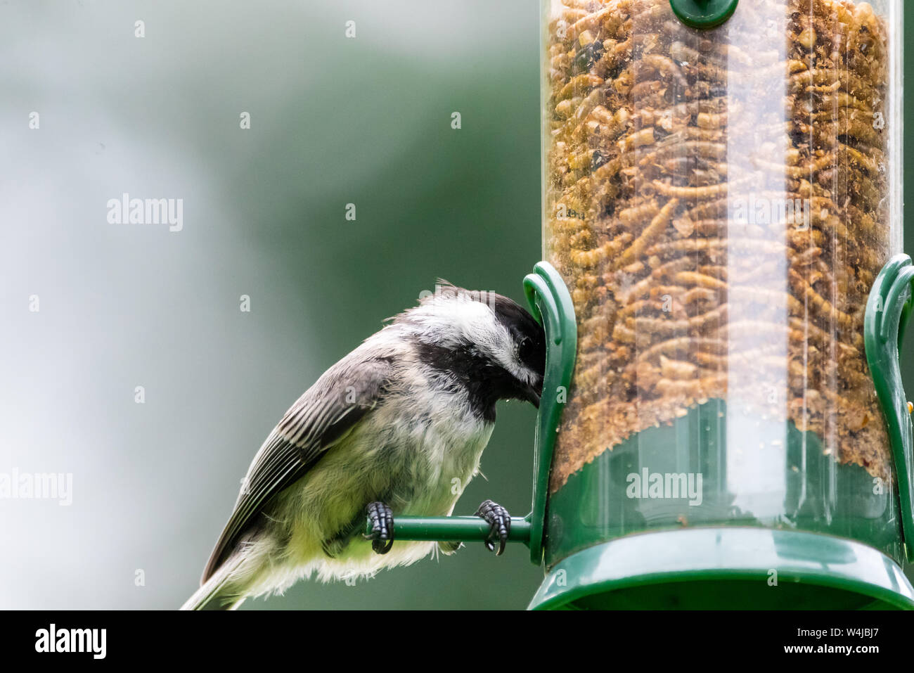Blackcapped chickadee eating dried mealworms from a backyard bird