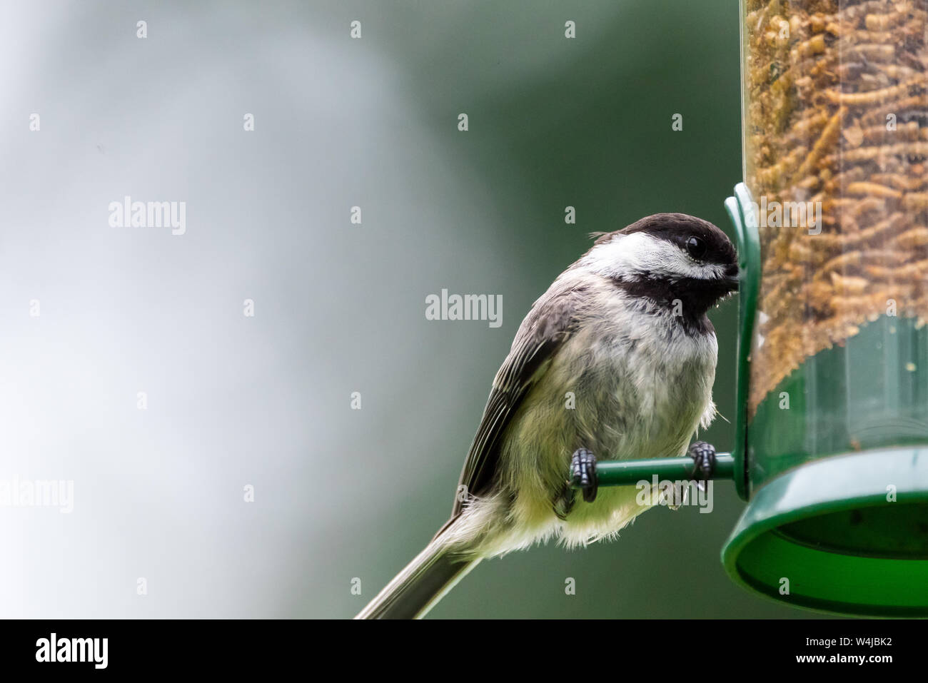 Blackcapped chickadee eating dried mealworms from a backyard bird