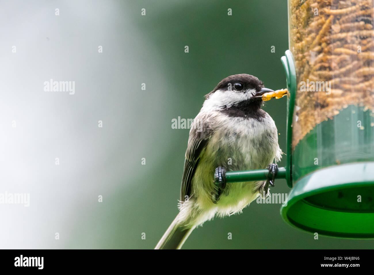 Blackcapped chickadee eating dried mealworms from a backyard bird