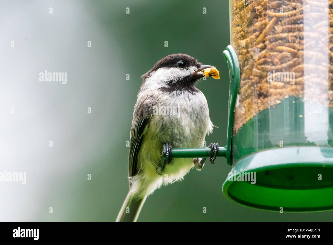 Black Capped Chikadee Eating Dried Mealworms From A Backyard Bird